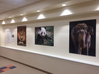 Pictures of animals hang in the Children's National Hospital art gallery